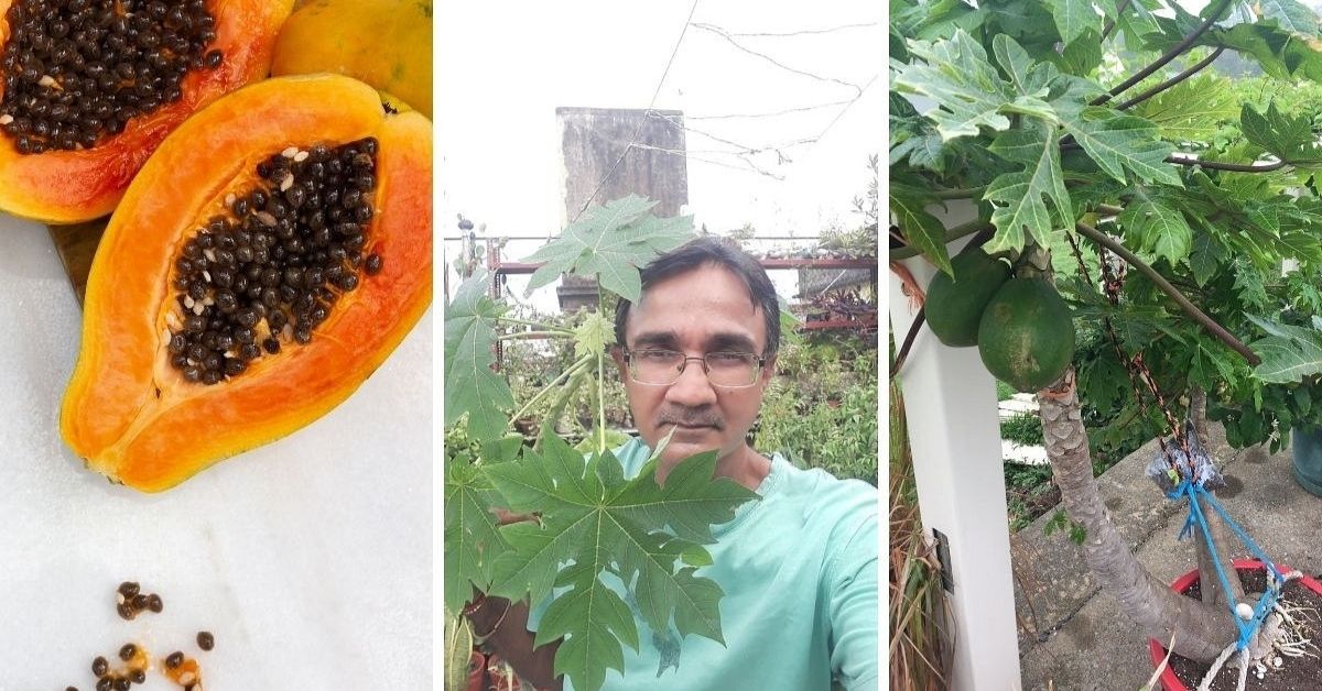 How To Grow Papaya at Home With Store-Bought Fruit in 7 Easy Steps