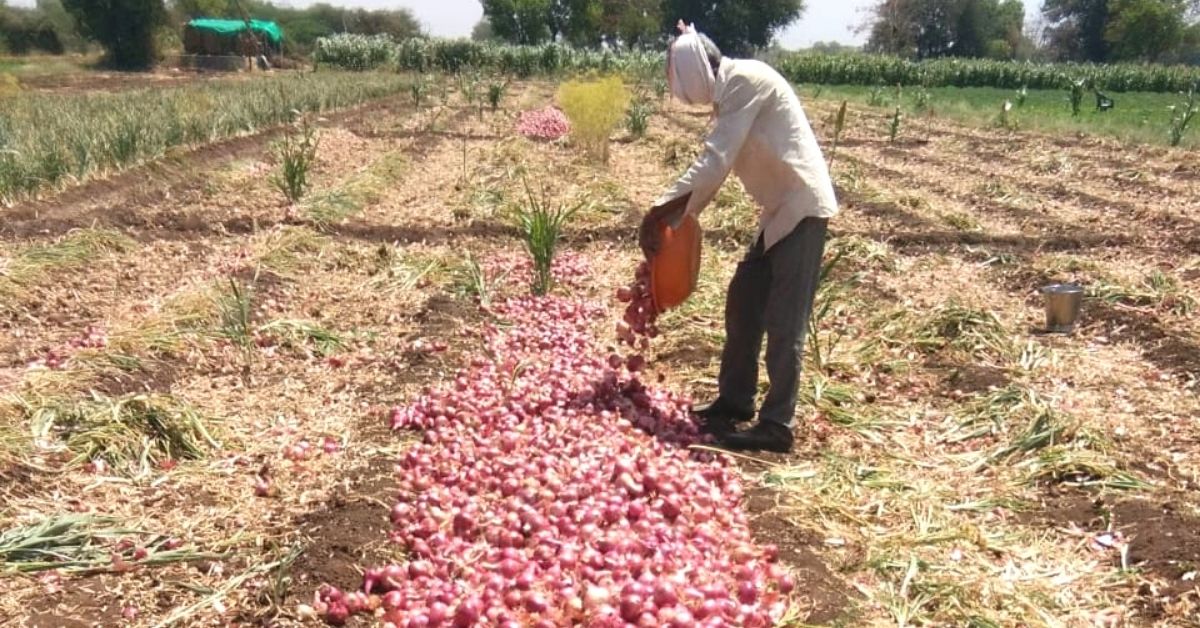 Organic farming: Yuvraj tending his organic onion.