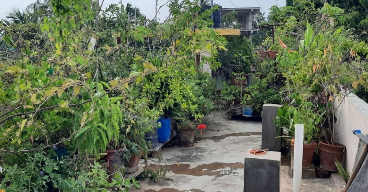 A full view of Mani's terrace garden. 