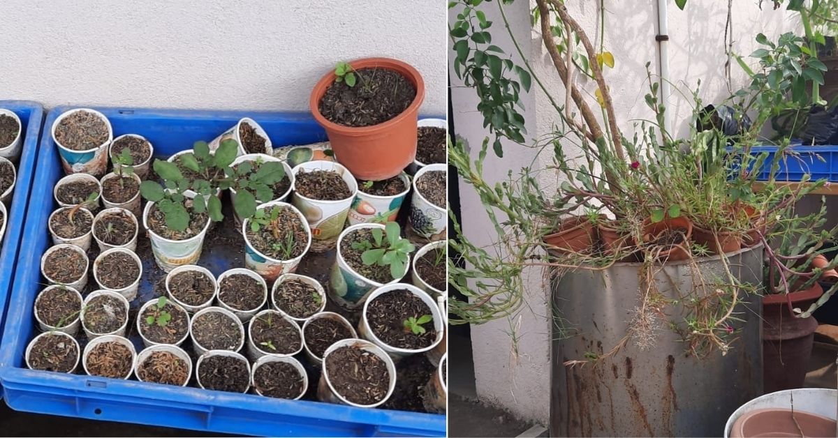 plants at home - Recycled containers to grow the plants. 