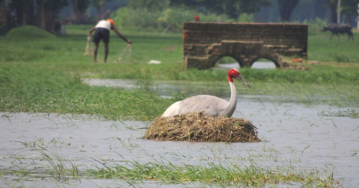 Conservation Related Positive News - The Better India