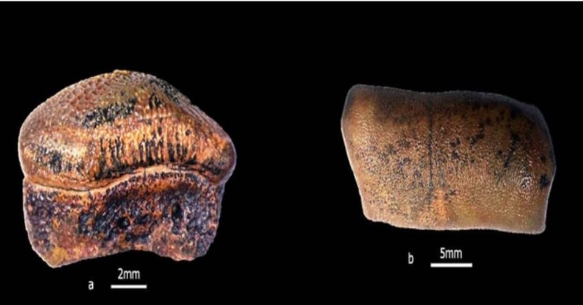 Hybodont shark teeth (Strophodusjaisalmerensis), from Jaisalmer Formation, Jaisalmer, Rajasthan.