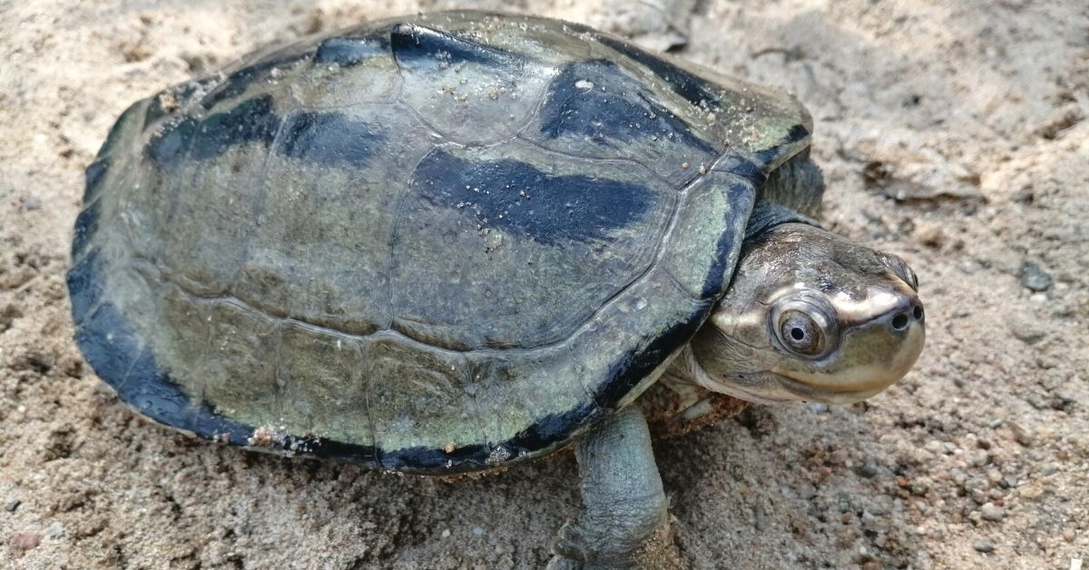 Saving Turtle Species