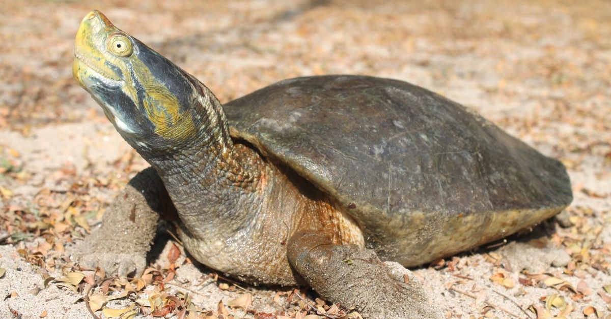 Saving Turtle Species