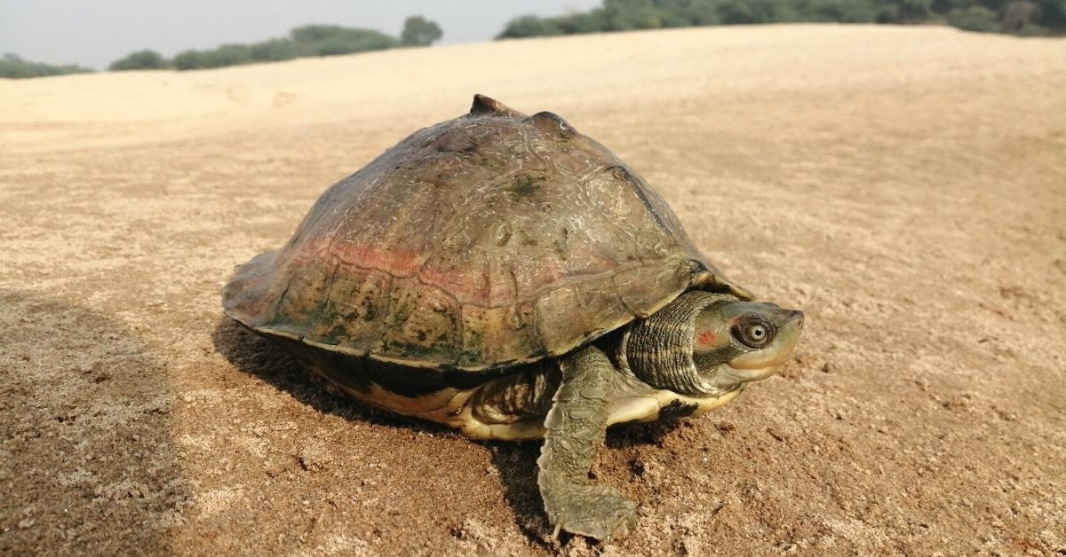 Saving Turtle Species