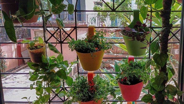 How to build a vertical garden