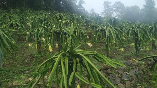 KS Joseph Dragon Fruit