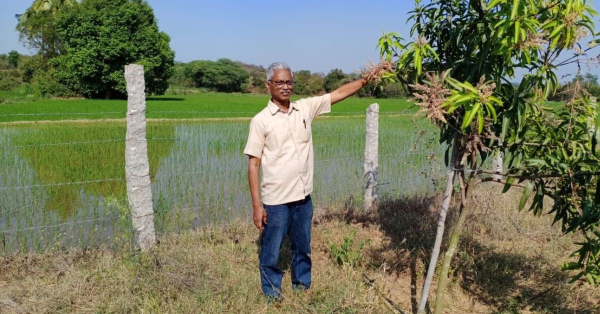 60-YO Farmer Helps Paddy, Sugarcane Grow on 400 Acres of ‘Uncultivable’ Alkaline Land