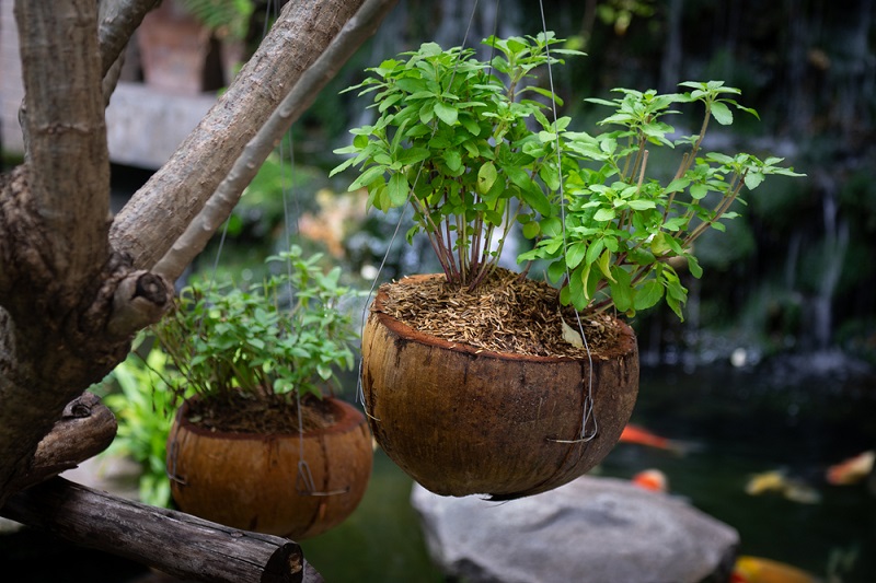 Watch: How To Make Simple & Beautiful Eco-Friendly Planters From Coconut Shells