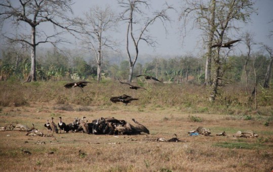 vulture safe zone