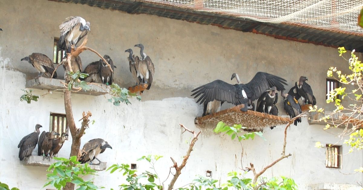 Colony aviary, VCBC