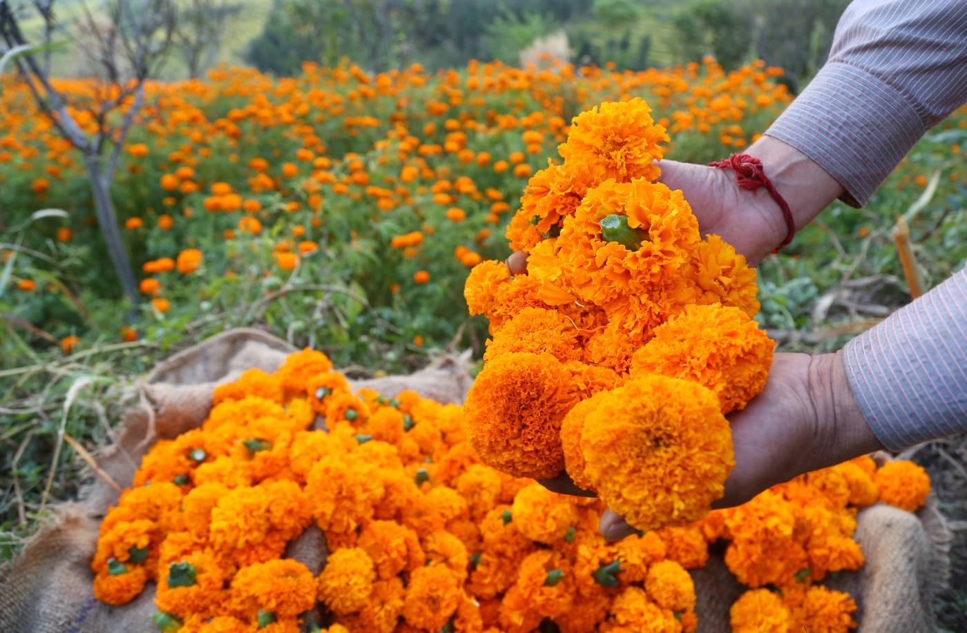 A farmer shows fresh marigold flowers of his fields in Gajoth Village of District Doda, Jammu and Kashmir. 