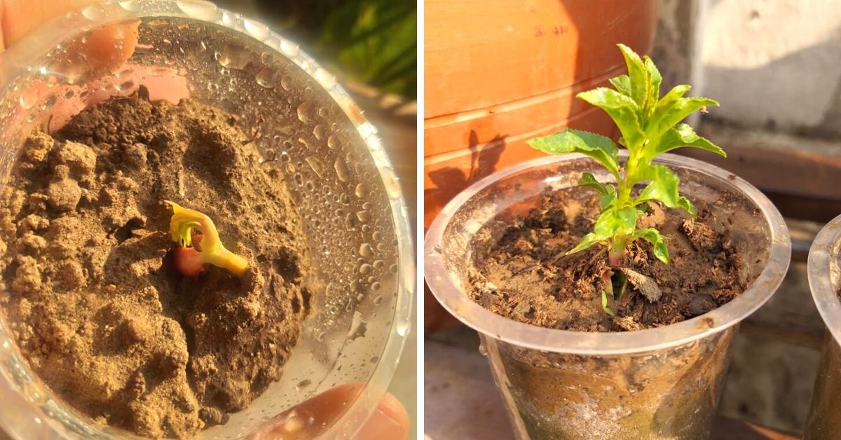 Germinated almond sown in a container on the left, While, sapling grows on the right.