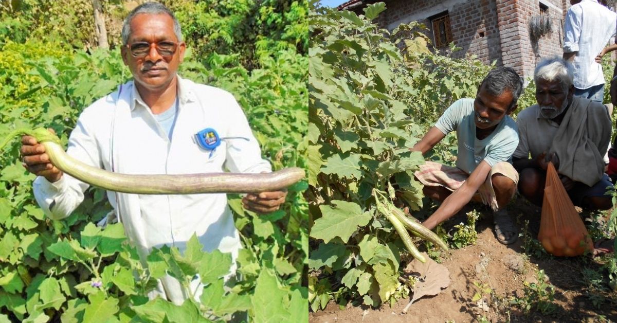 60-YO Farmer Creates Pest-Resistent Brinjal That Is Over 1.7 Feet Long
