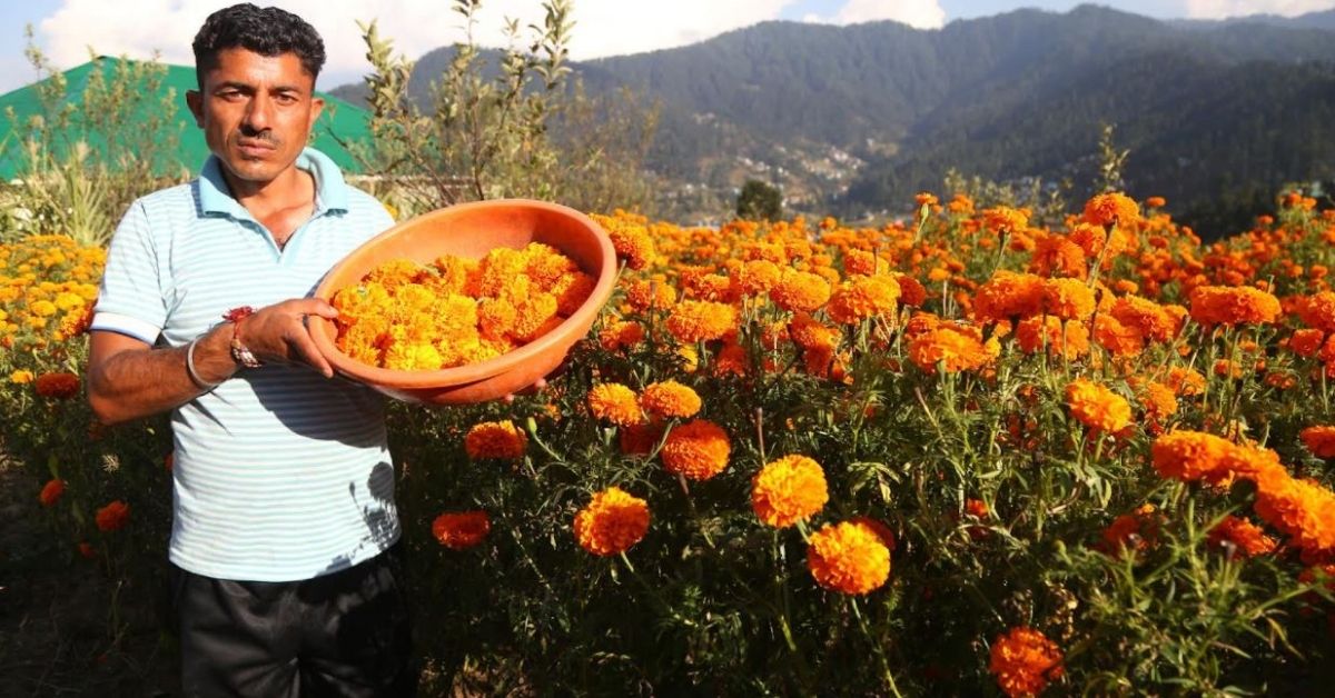 Quit Maize Farming to Grow Marigold, 520 Farmer Families’ Income Increase Five Times