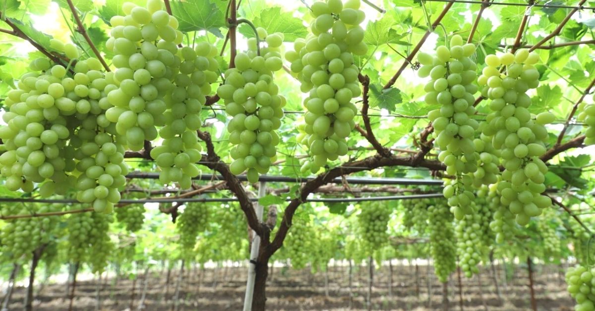 sahyadri farms grape farmer success story Nashik grapes inspiring