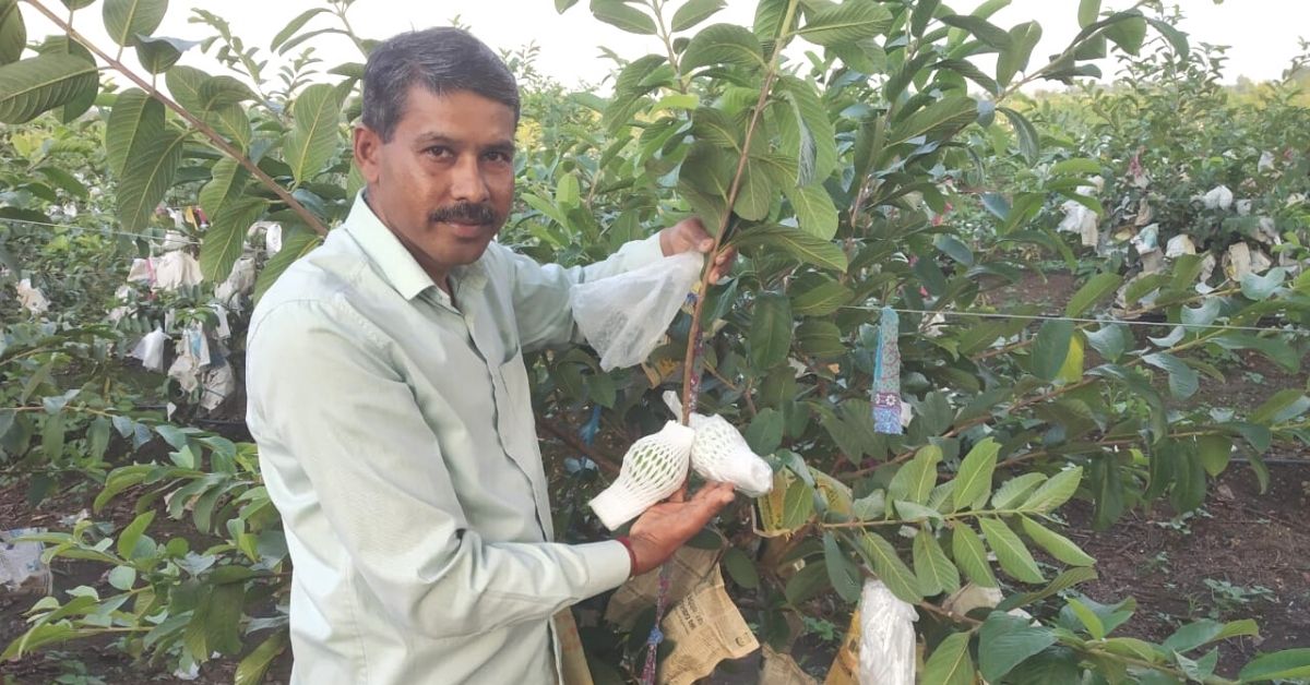 Thai guava Dinesh Baggad bumper guava farmer success story