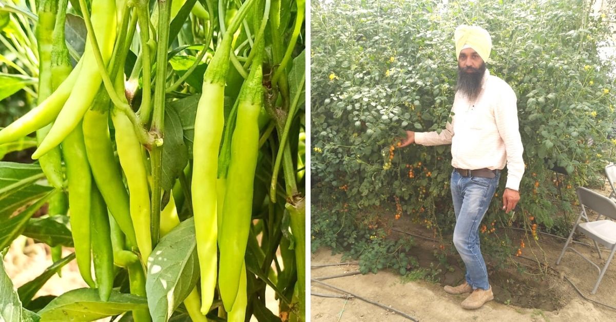 Forced to Dropout & Pursue Farming, Today His Hybrid Chillies Earns Him Crores