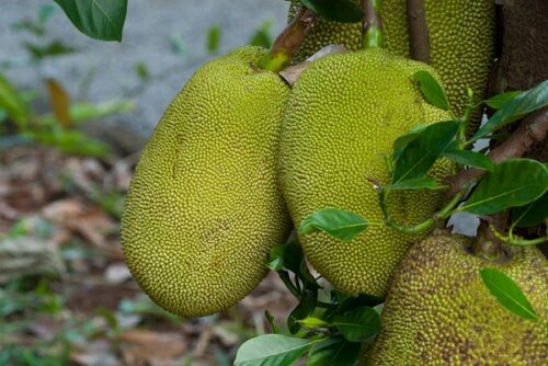 jackfruit kerala kr jayan