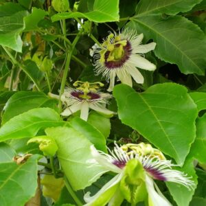 how to grow passion fruit