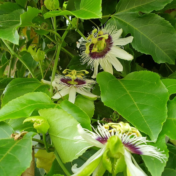 How to Grow Passion Fruit at Home Using StoreBought Ones 6 Easy Steps