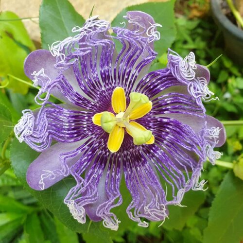 how to grow passion fruit