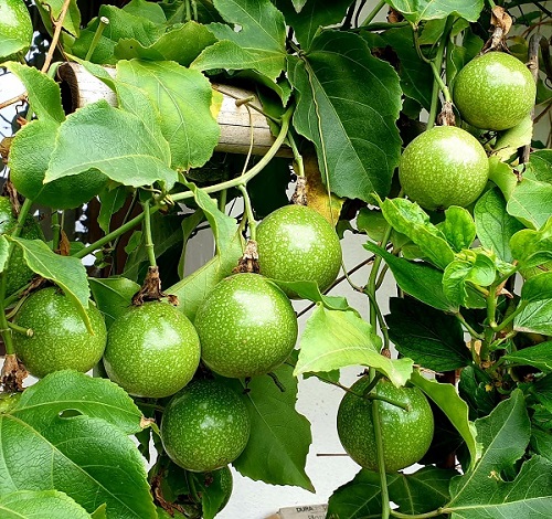 how to grow passion fruit