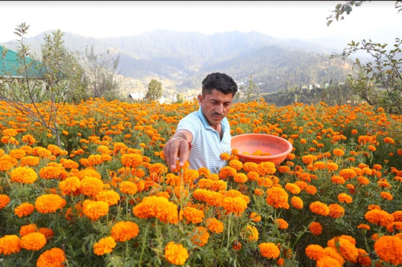 Marigold farming