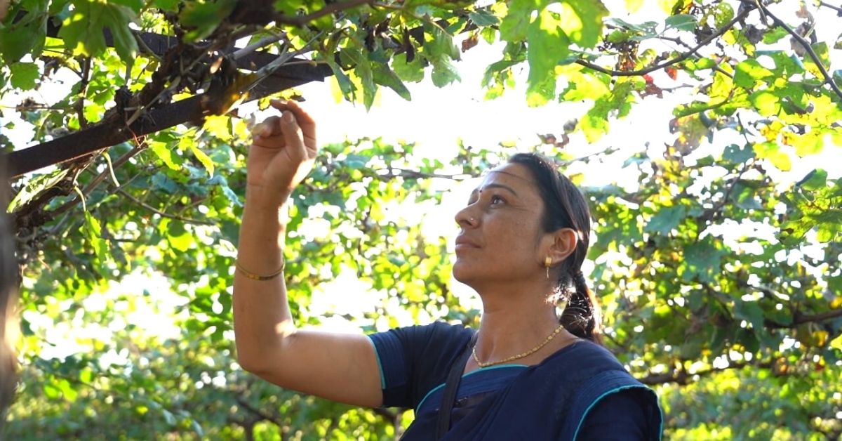 grapes farming by nasik woman farmer