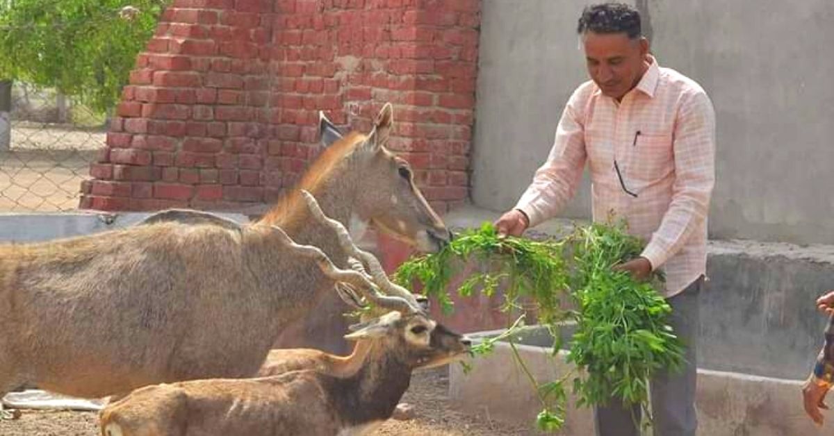 ‘I’ve Had a Gun to My Head’: 48-YO Who Saved 10,000 Blackbucks & Chinkaras