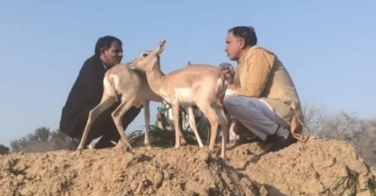 Saving 10,000 Blackbucks