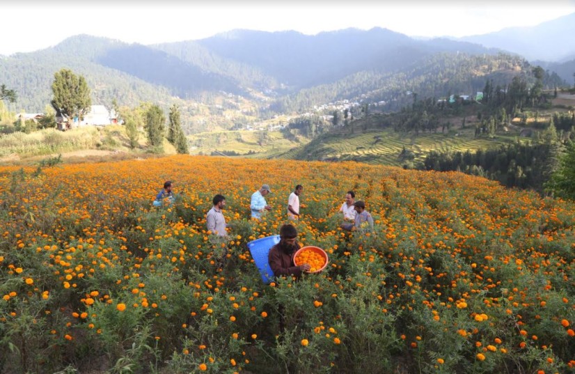 marigold farmers