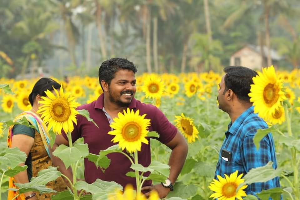Ladang bunga matahari Sujith Swami Nikarthil