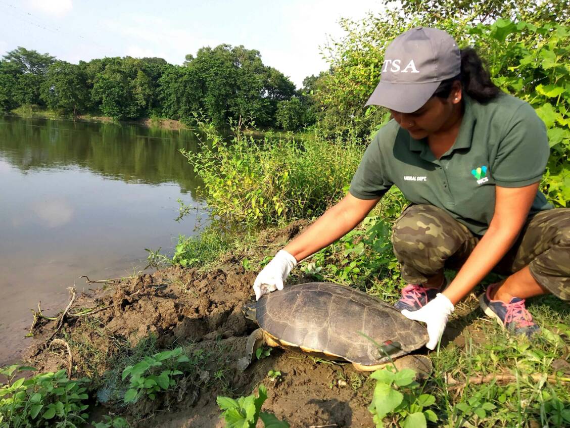 Conservationists brand tortoise shells to save species from the