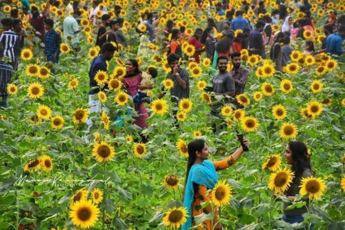 A Field of 8000 Sunflowers Gives Farmer ‘Golden Yield’ of Rs 10 Lakh Profit