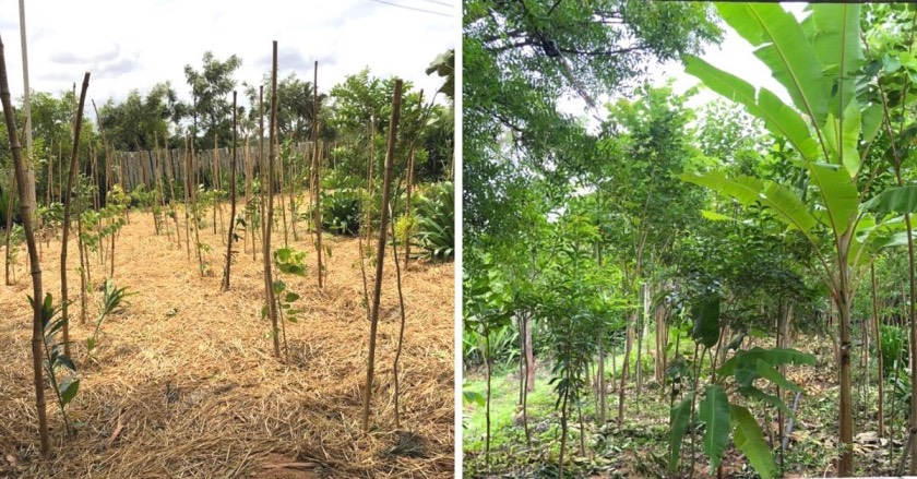 Vanantara Miyawaki community forest carbon