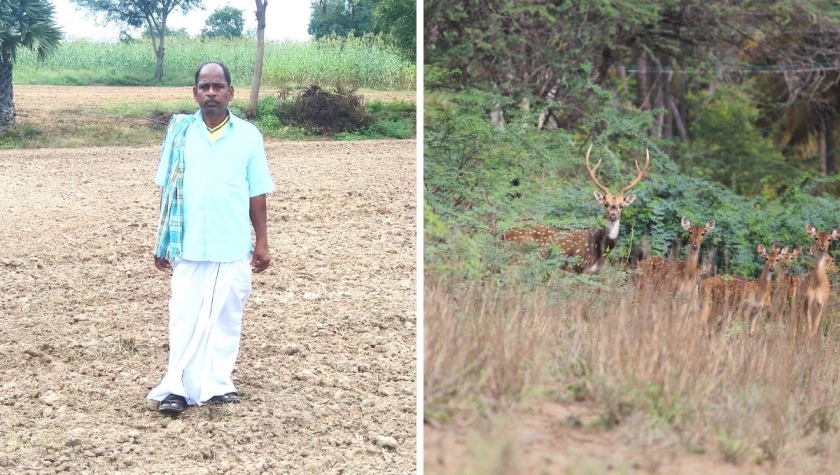 Farmer Gives Up 50-Acre Land To Protect ‘Deer’ Friends, Increases Population To 1800!