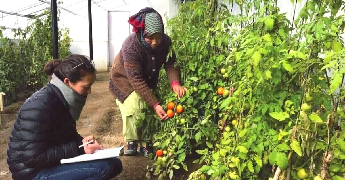 This Innovative Ladakhi Greenhouse Is Letting Farmers Grow Tomatoes in Freezing Winter