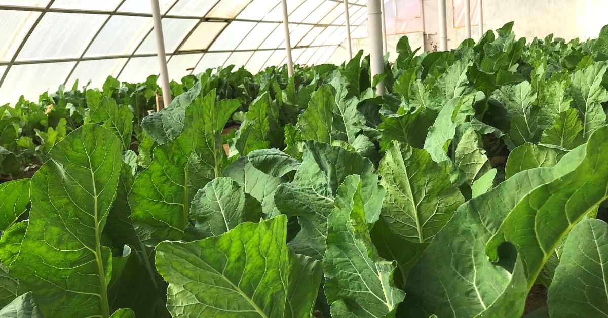 Cabbage Greenhouse