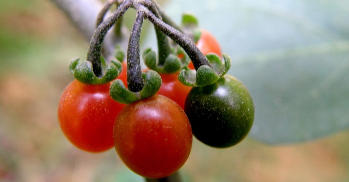 Manathakkali or Solanum nigrum approved by USFDA to treat lung cancer.