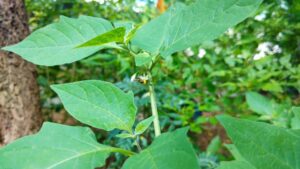 Manathakkali or Solanum nigrum approved by USFDA to treat lung cancer.