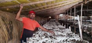 Randhawa mushroom farm