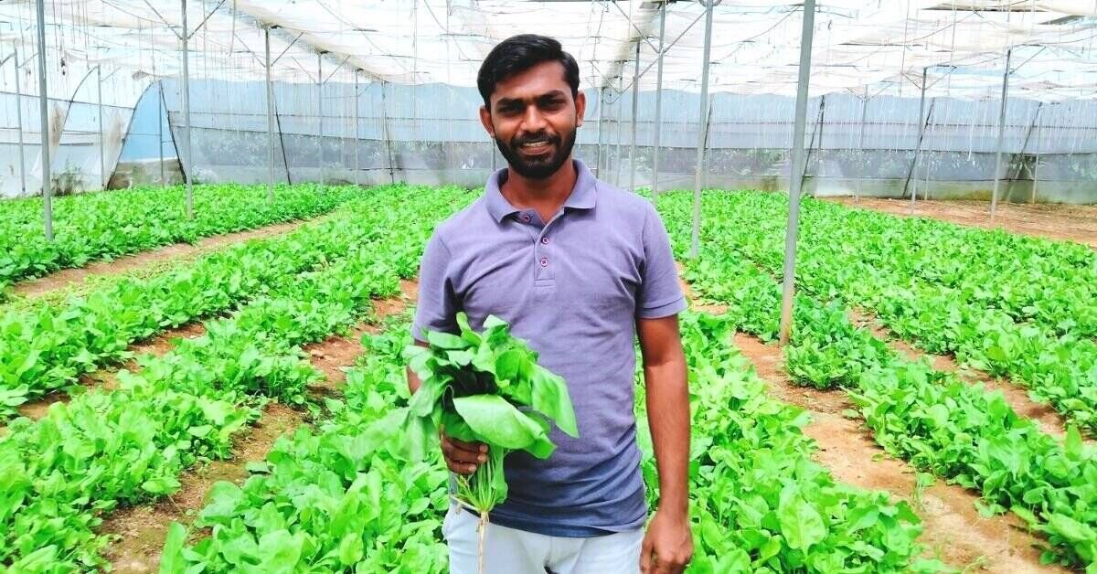 Nanda Kishore Reddy en su granja de espinacas.  Crédito de la imagen: Nanda Kishore