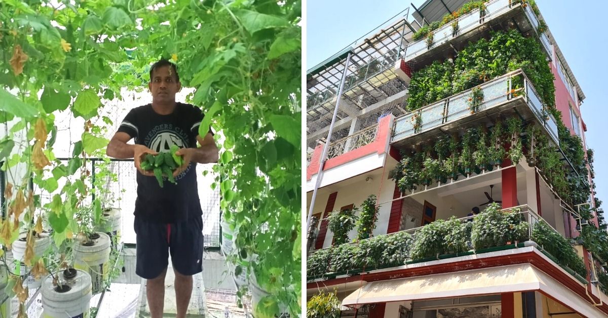 Journalist Converts 3 Storey Home Into Hydroponics Farm, Earns Rs 70 Lakh/Year