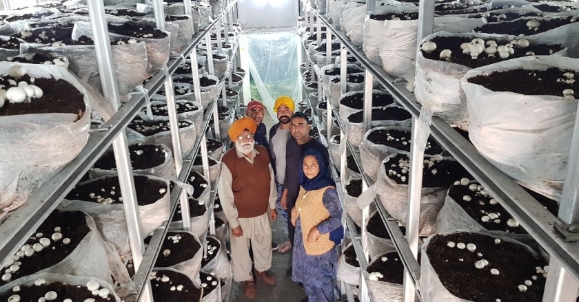 Randhawa mushroom farm