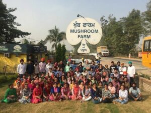 Randhawa mushroom farm