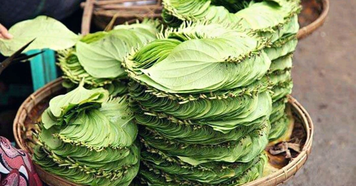 Used for 5000 years, Betel Leaf is Packed with Health Benefits You Didn’t Know