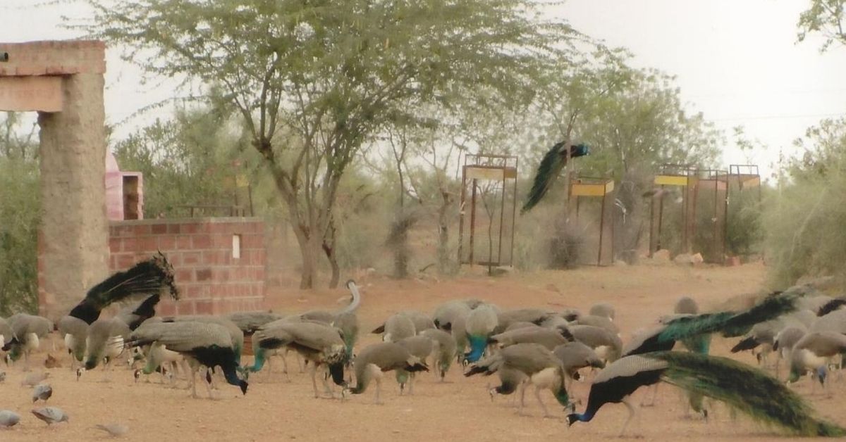 Himmatram has saved several peacocks