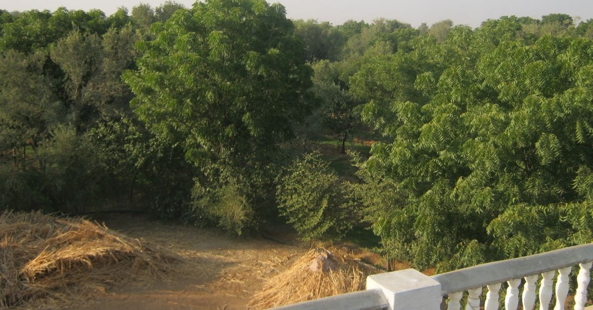 himmatram's mini forest