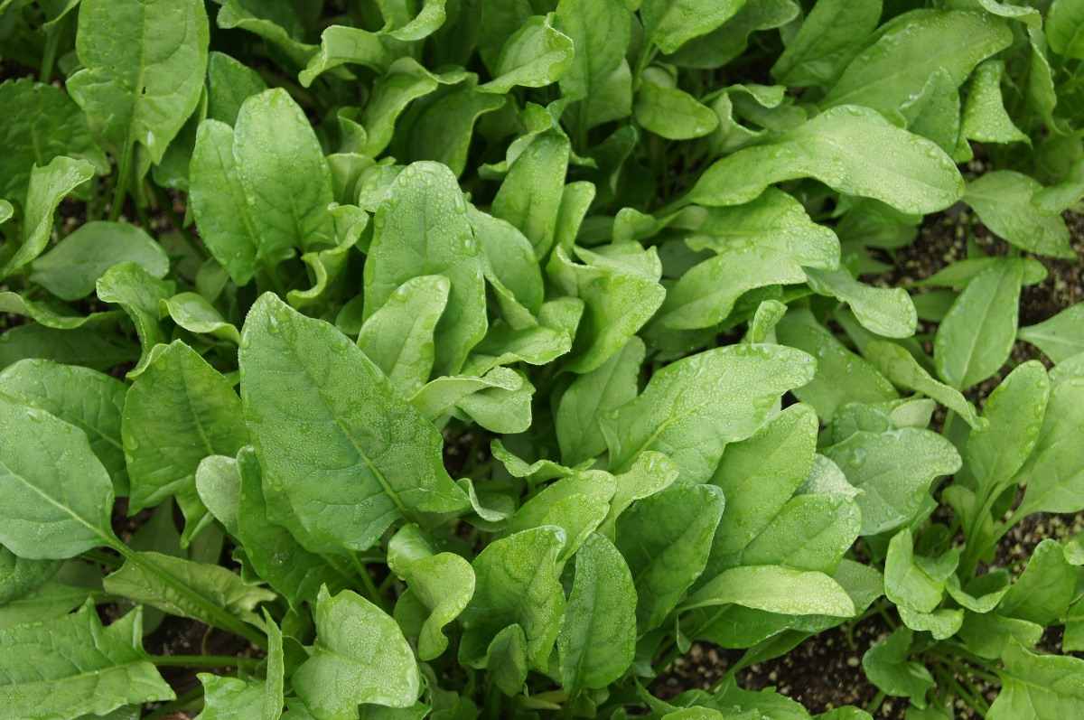 Spinach Farmer